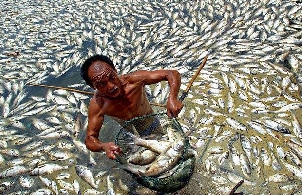 mass-fish-deaths-millions-have-been-found-dead-all-over-the-world-in-the-past-month-1461899455