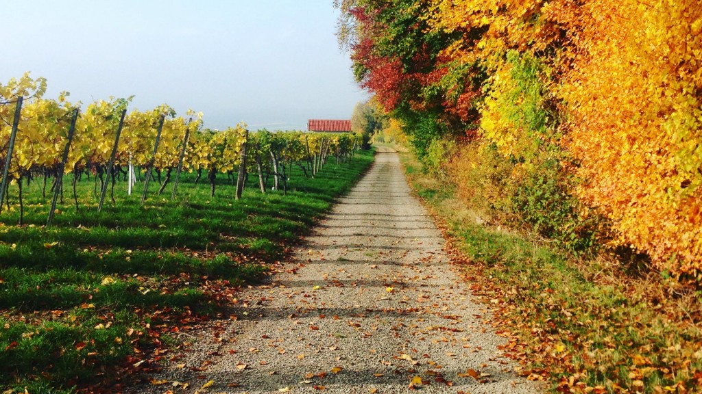 con đường lá vàng